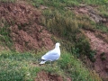 Seelenfänger Photographie |  Helgoland 2013