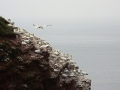 Seelenfänger Photographie |  Helgoland 2013