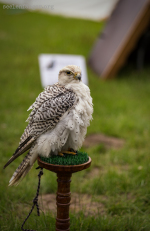 Seelenfänger Photographie | 1.Schalkholzer Mittelalter Spektakel 2016