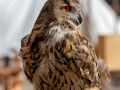 Seelenfänger Photographie | Meldorfer Markttreiben 2018