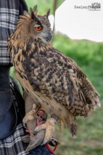 Seelenfänger Photographie | Großenasper Heerweg Markt 2018
