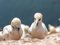 Seelenfänger Photographie |  Helgoland 2019