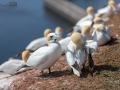 Seelenfänger Photographie |  Helgoland 2019