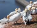 Seelenfänger Photographie |  Helgoland 2019
