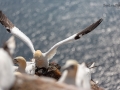 Seelenfänger Photographie |  Helgoland 2019