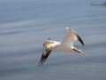 Seelenfänger Photographie |  Helgoland 2019