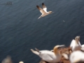 Seelenfänger Photographie |  Helgoland 2019