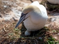 Seelenfänger Photographie |  Helgoland 2019