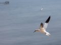 Seelenfänger Photographie |  Helgoland 2019