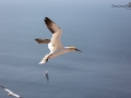 Seelenfänger Photographie |  Helgoland 2019