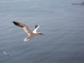 Seelenfänger Photographie |  Helgoland 2019