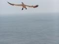 Seelenfänger Photographie |  Helgoland 2019