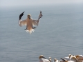 Seelenfänger Photographie |  Helgoland 2019