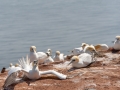 Seelenfänger Photographie |  Helgoland 2019