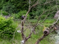 Seelenfänger Photographie | Steinzeitpark Dithmarschen