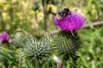 Seelenfänger Photographie | Steinzeitpark Dithmarschen