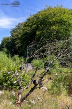 Seelenfänger Photographie | Steinzeitpark Dithmarschen
