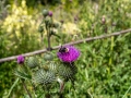 Seelenfänger Photographie | Steinzeitpark Dithmarschen