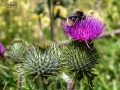 Seelenfänger Photographie | Steinzeitpark Dithmarschen