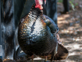 Seelenfänger Photographie | Tierpark Arche Warder