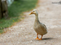 Seelenfänger Photographie | Tierpark Arche Warder