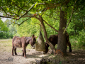 Seelenfänger Photographie | Tierpark Arche Warder