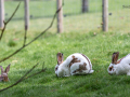 Seelenfänger Photographie | Tierpark Arche Warder