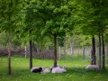 Seelenfänger Photographie | Tierpark Arche Warder