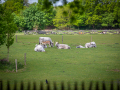 Seelenfänger Photographie | Tierpark Arche Warder