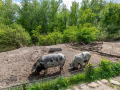 Seelenfänger Photographie | Tierpark Arche Warder