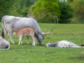 Seelenfänger Photographie | Tierpark Arche Warder