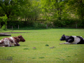 Seelenfänger Photographie | Tierpark Arche Warder