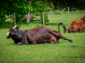 Seelenfänger Photographie | Tierpark Arche Warder