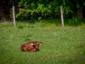 Seelenfänger Photographie | Tierpark Arche Warder