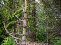 Seelenfänger Photographie | Tierpark Arche Warder