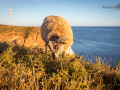 Seelenfänger Photographie |  Helgoland 2022
