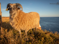 Seelenfänger Photographie |  Helgoland 2022