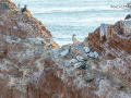 Seelenfänger Photographie |  Helgoland 2022