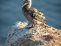 Seelenfänger Photographie |  Helgoland 2022