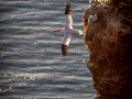 Seelenfänger Photographie |  Helgoland 2022
