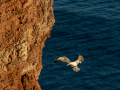 Seelenfänger Photographie |  Helgoland 2022