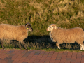 Seelenfänger Photographie |  Helgoland 2022