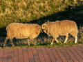 Seelenfänger Photographie |  Helgoland 2022