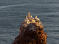 Seelenfänger Photographie |  Helgoland 2022