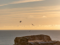 Seelenfänger Photographie |  Helgoland 2022