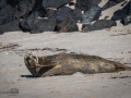 Seelenfänger Photographie |  Helgoland 2022