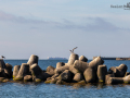 Seelenfänger Photographie |  Helgoland 2022