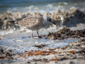 Seelenfänger Photographie |  Helgoland 2022