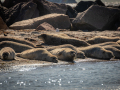 Seelenfänger Photographie |  Helgoland 2022