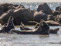 Seelenfänger Photographie |  Helgoland 2022